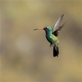 Broad-Billed Hummingbird, Jennifer Mancuso